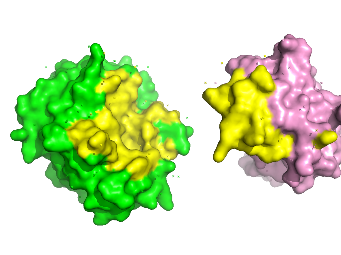 PyMOL