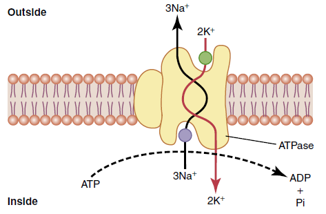 Figure 4-12 Na-K Pump