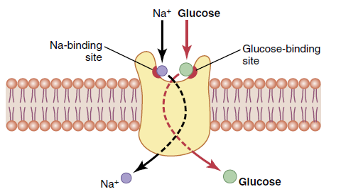 Figure 4-13 sodium co-transport of glucose