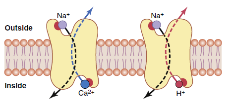Figure 4-14 Sodium counter-transport of calcium and hydrogen ions
