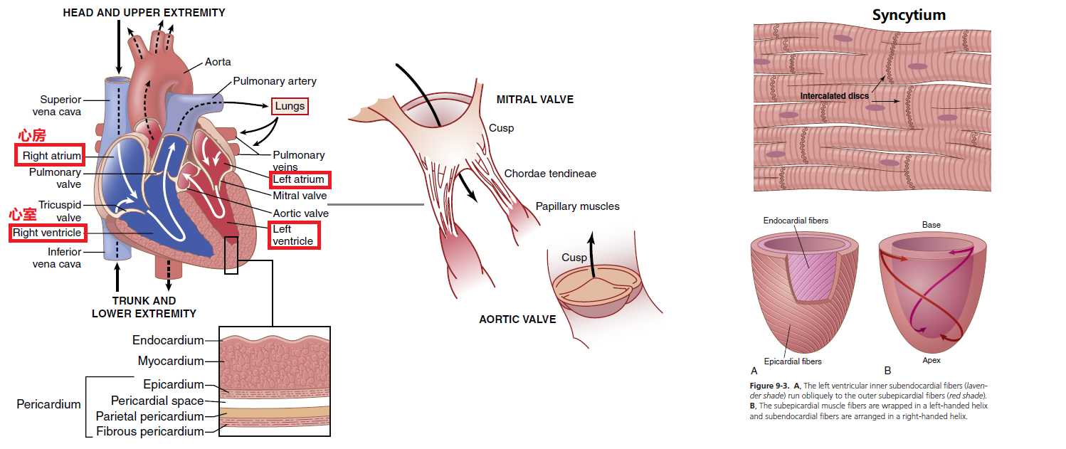 Figure 9-1 Heart Anatomy